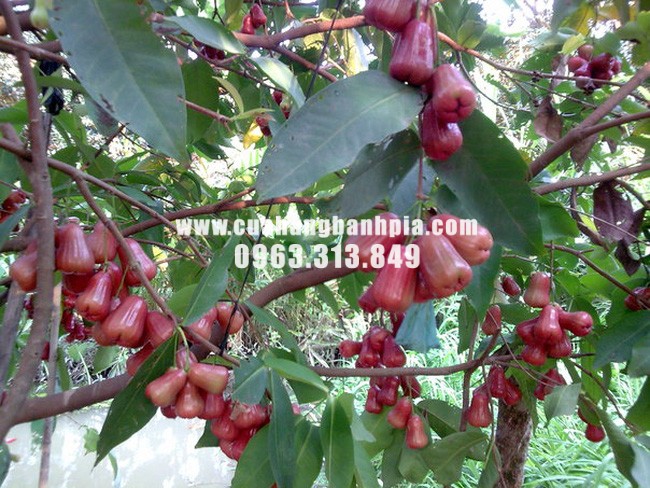 Vườn mận An Phước